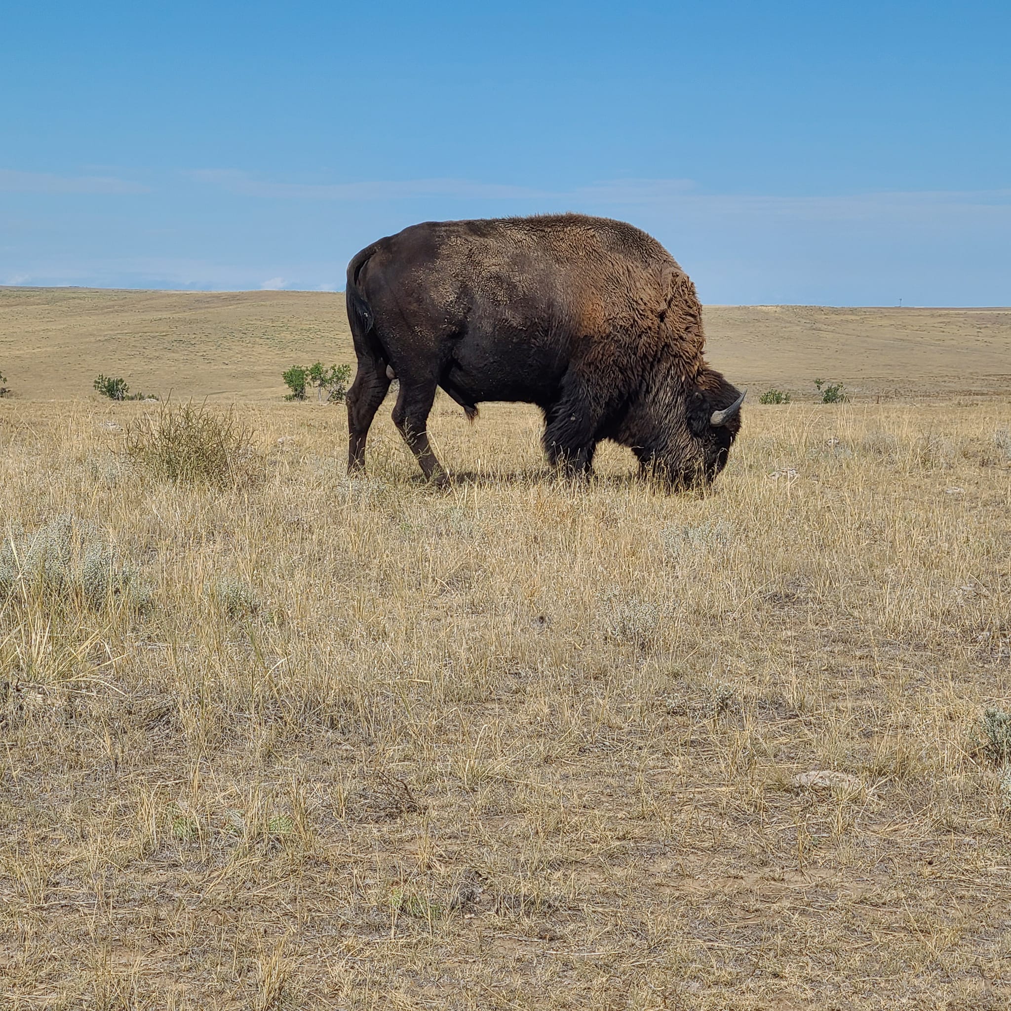 Pierce Land & Bison
