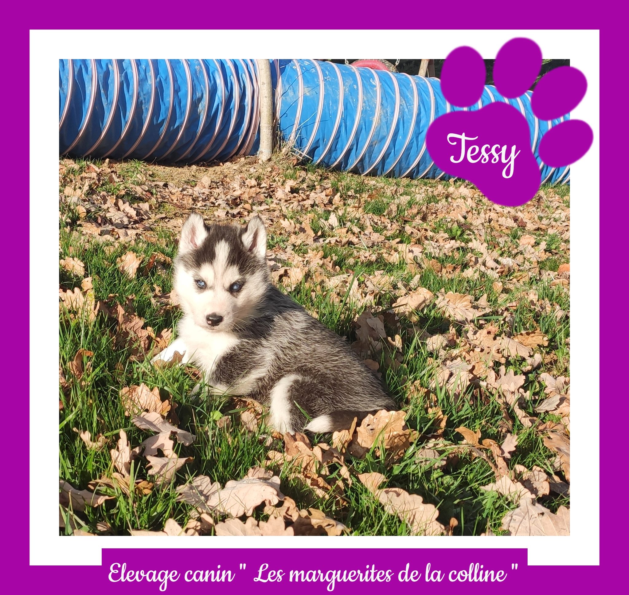 Elevage Canin Les Marguerites De La Colline