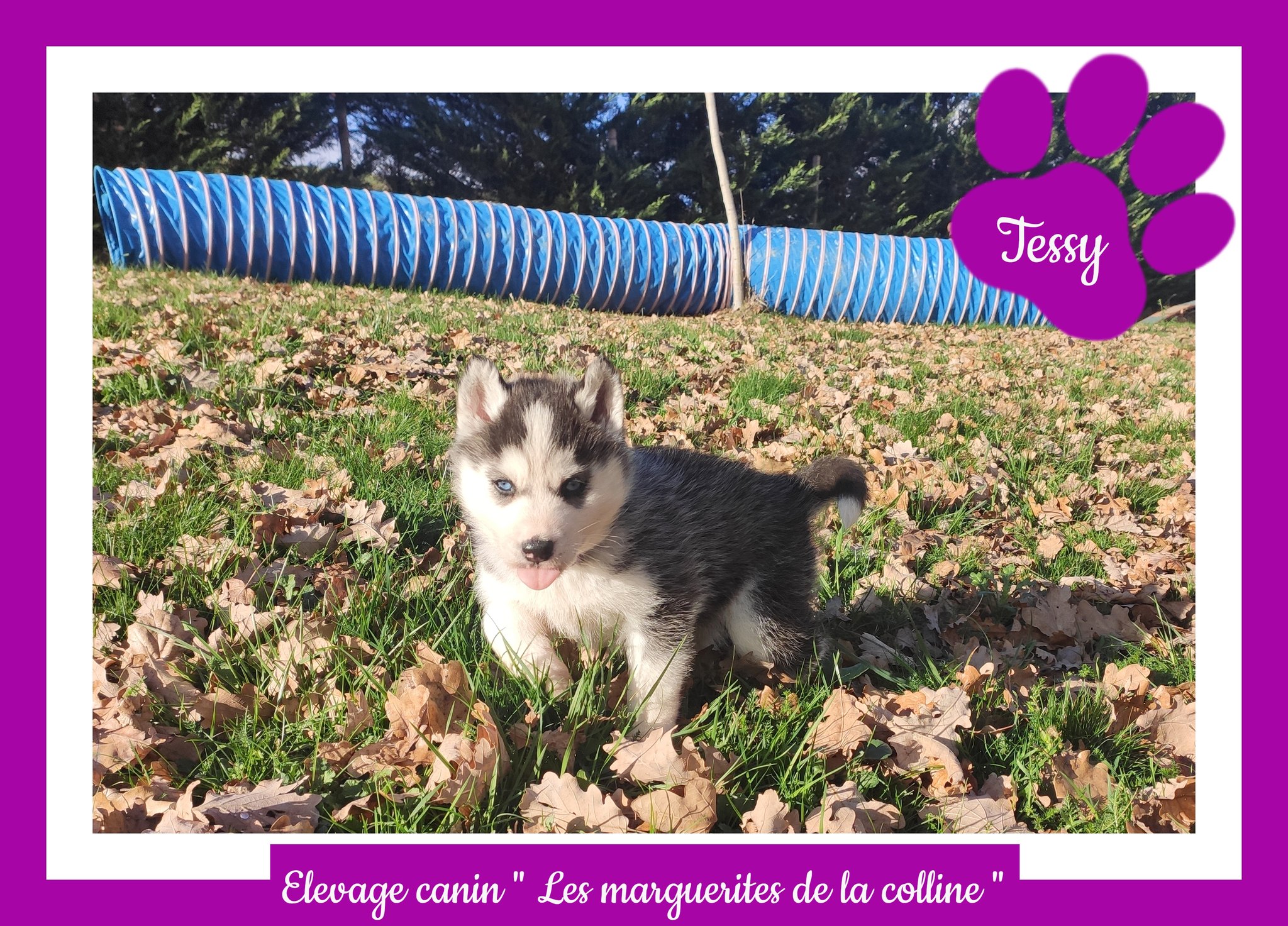 Elevage Canin Les Marguerites De La Colline