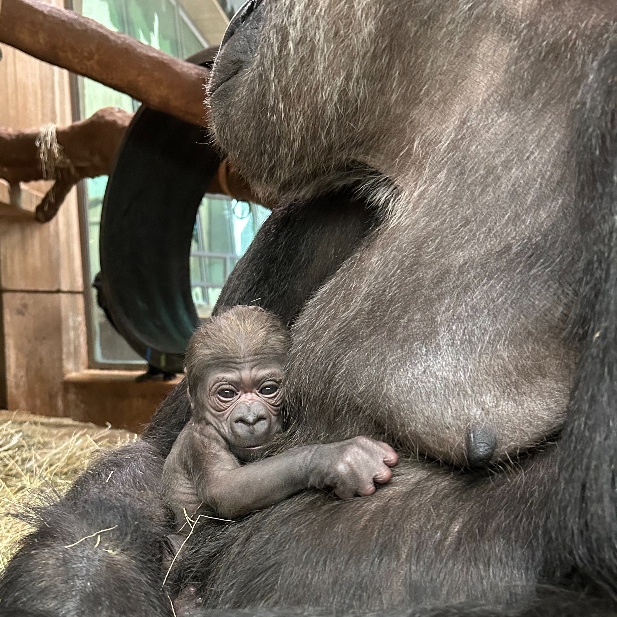 ️🦍 A new #GorillaStory chapter has begun! We are delighted to share ...