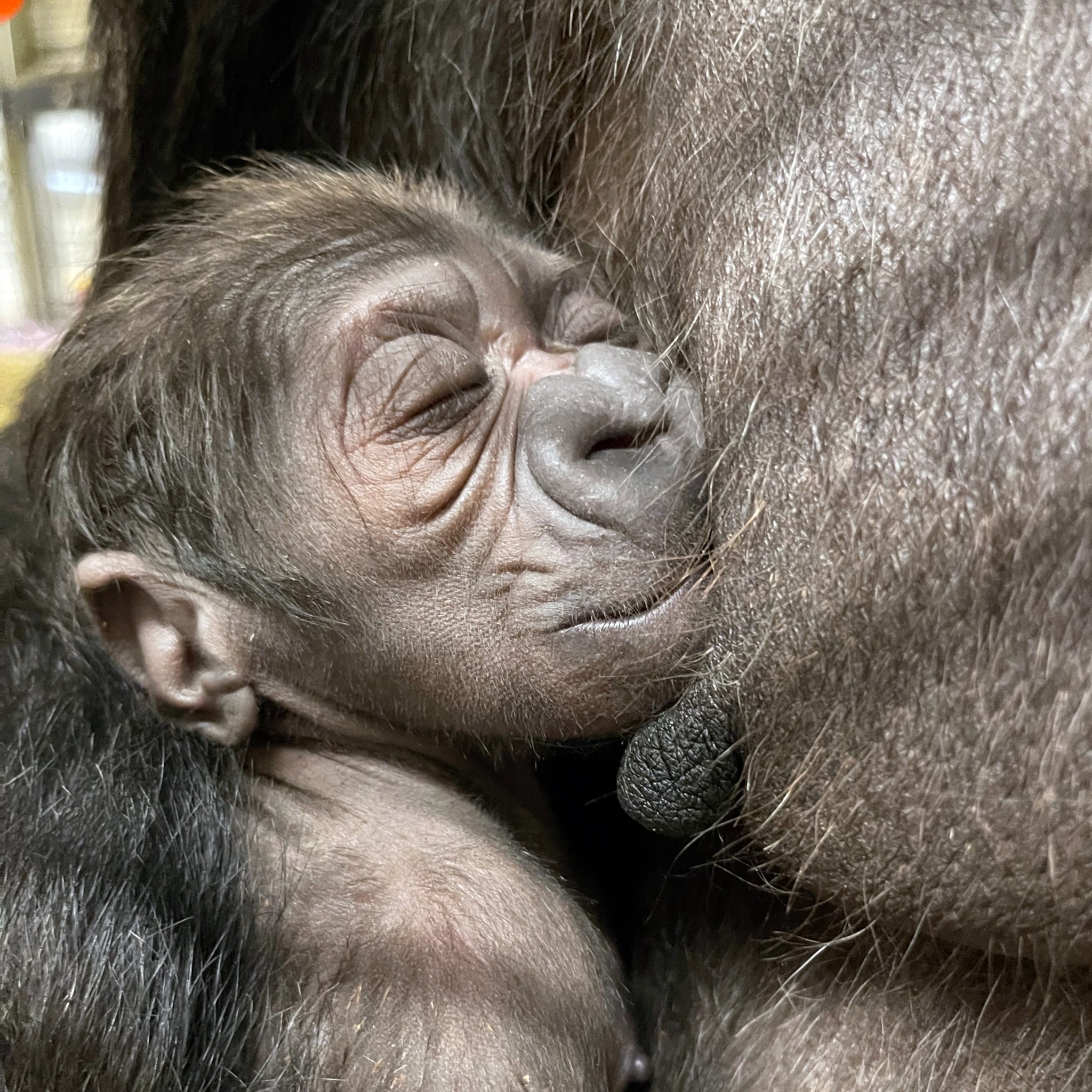 ️🦍 A new #GorillaStory chapter has begun! We are delighted to share ...