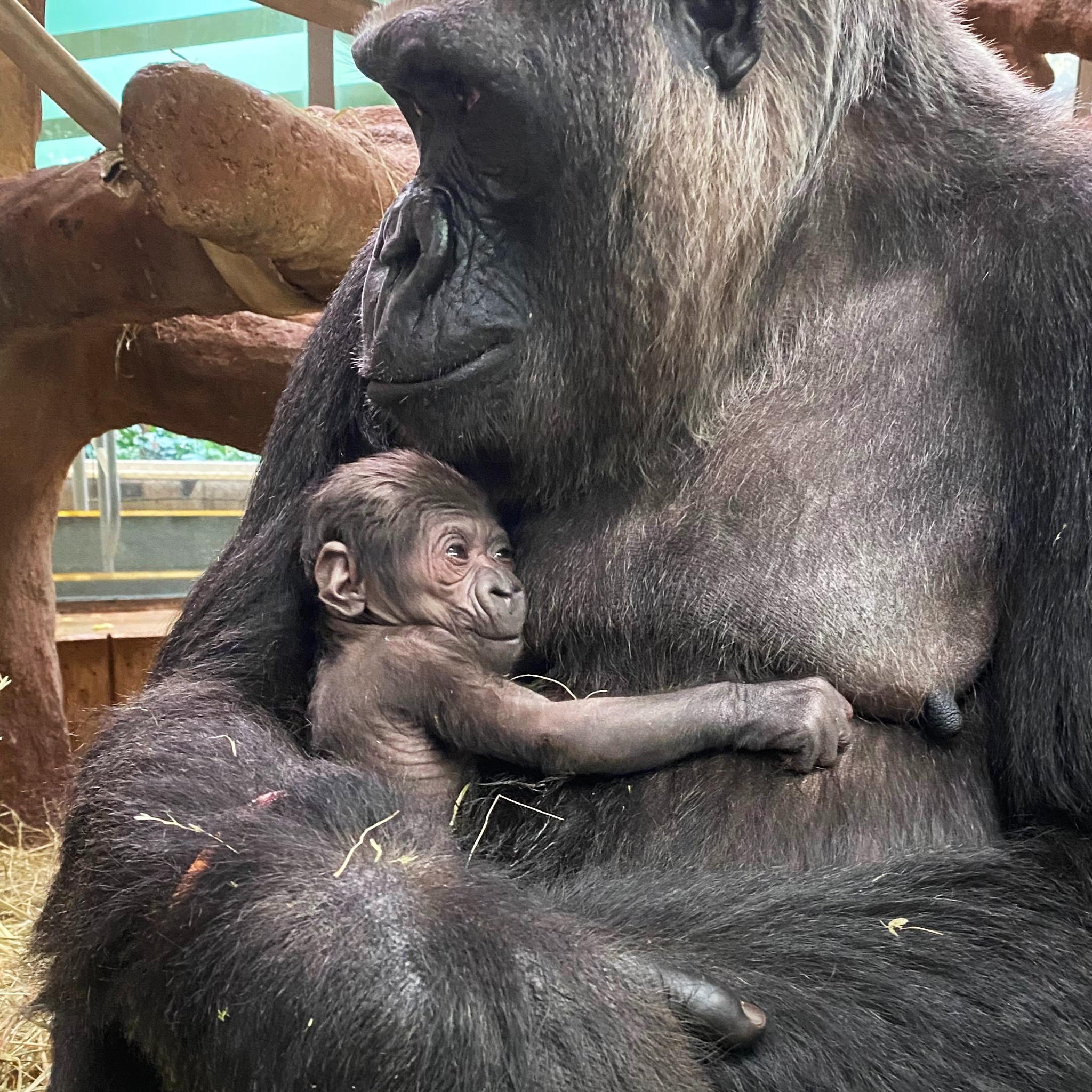 ️🦍 A new #GorillaStory chapter has begun! We are delighted to share ...