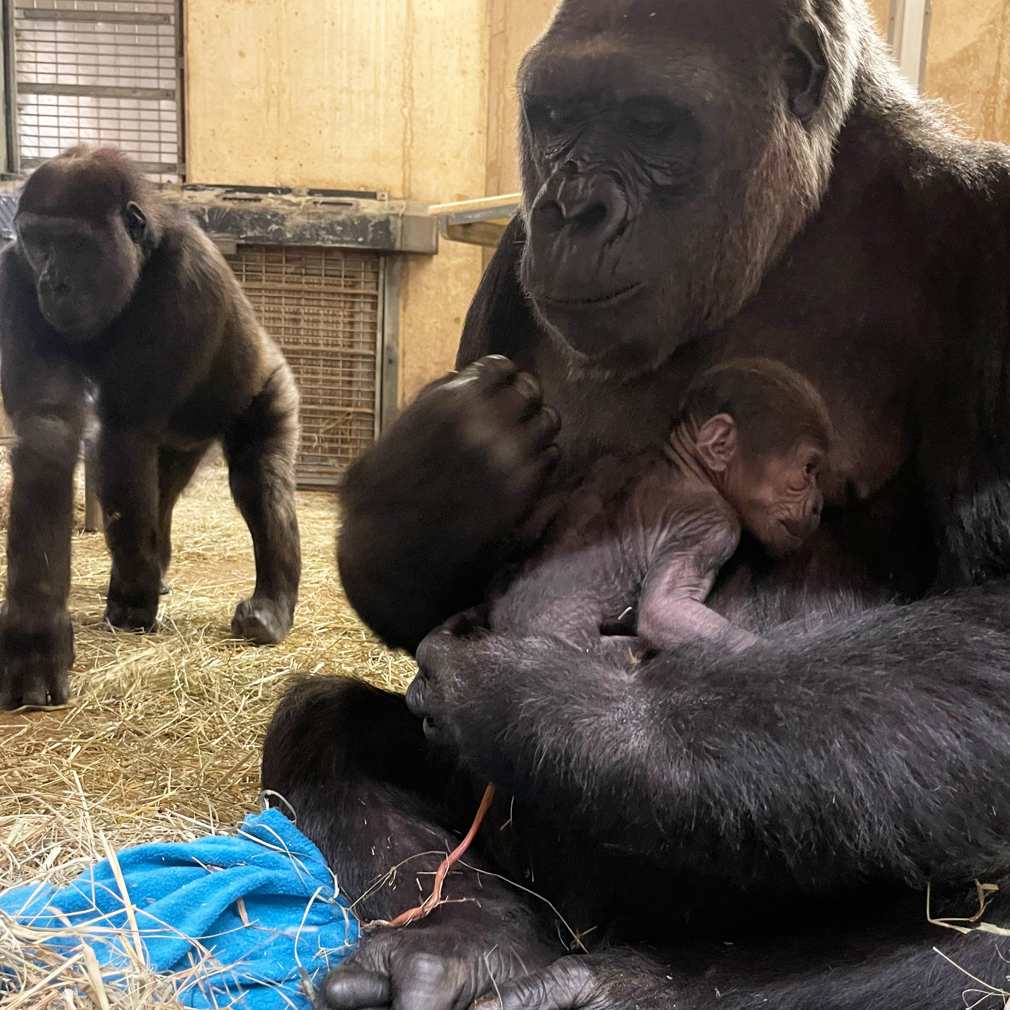 ️🦍 A new #GorillaStory chapter has begun! We are delighted to share ...