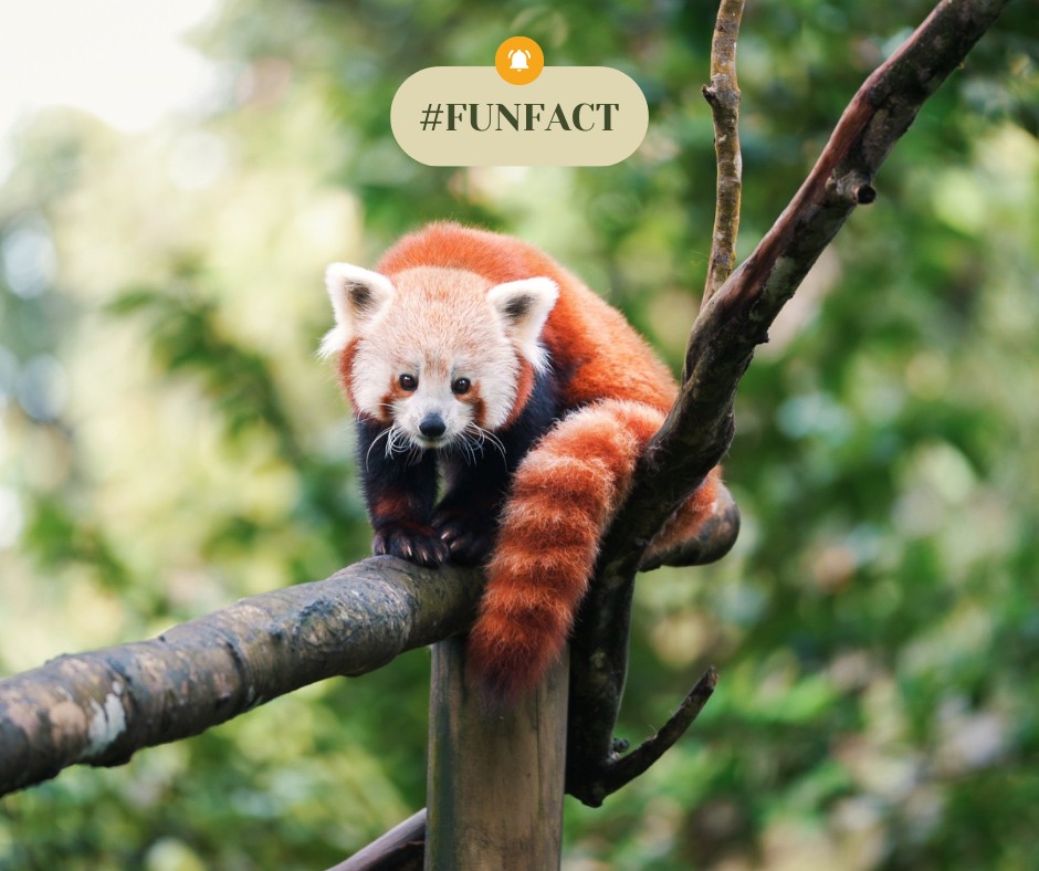 Zoo - #funfacts Le panda roux, également connu sous le nom de 