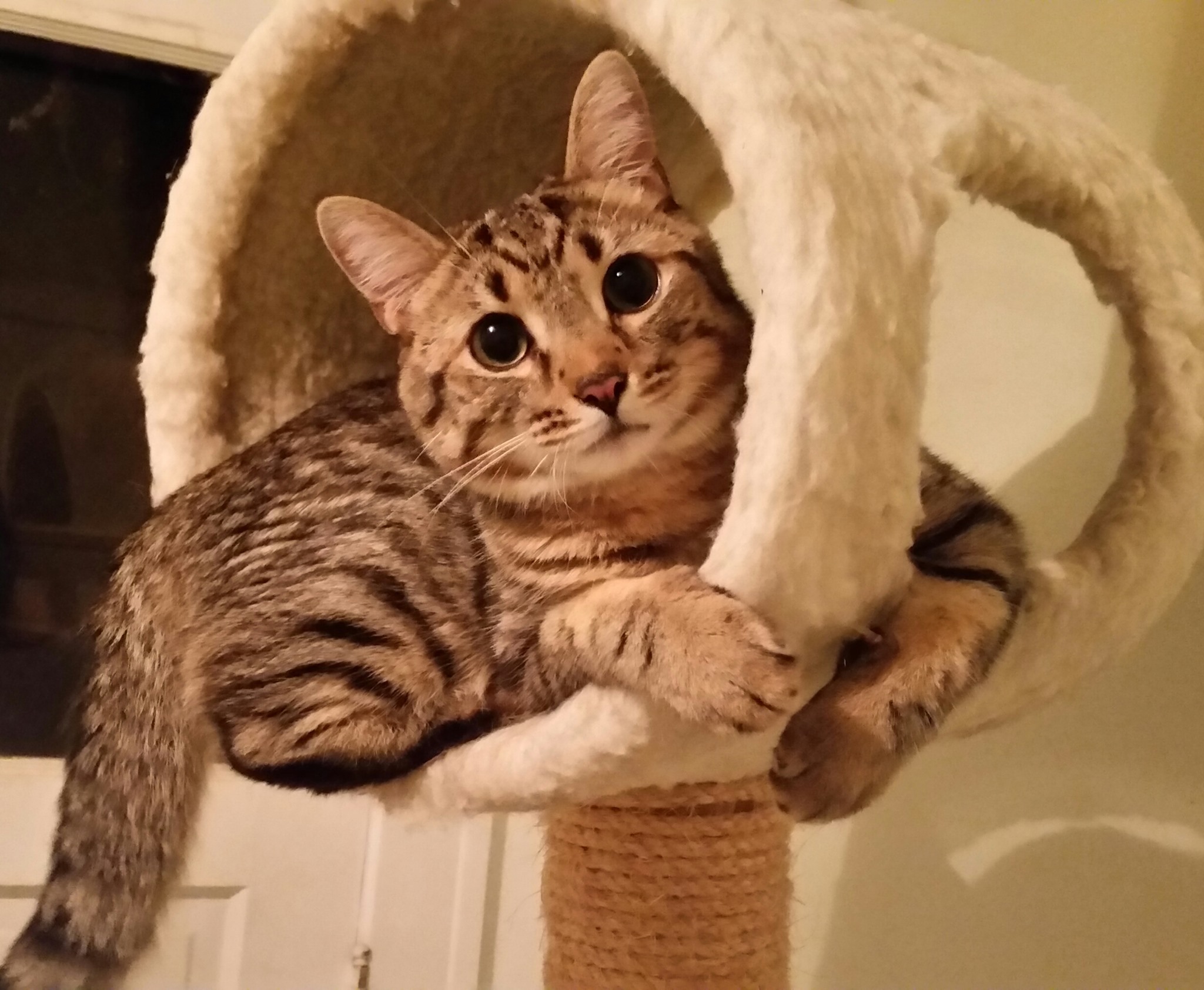 Community Cats - Fall in love this Octopurr! Come meet... | Facebook