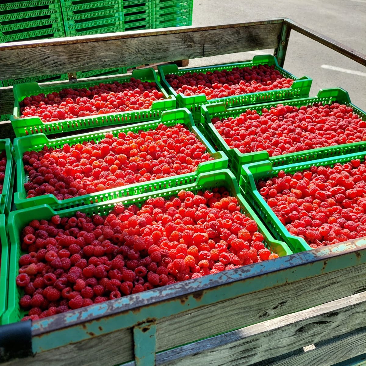 Ravifruit - The harvest of our Williamette Raspberry is in...