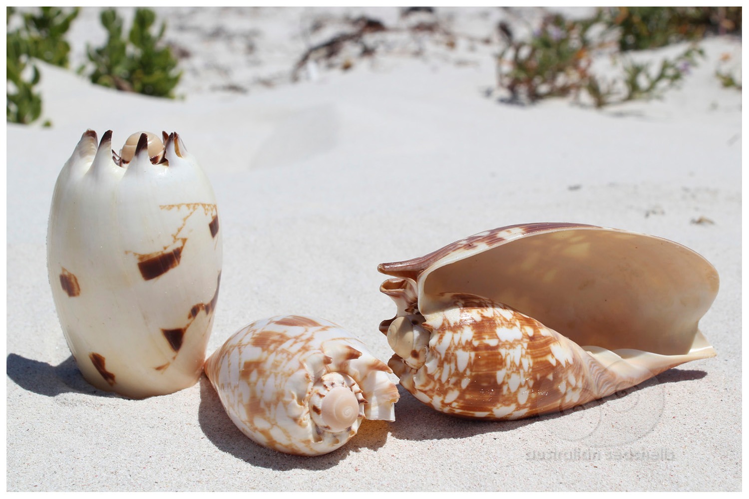 BAILER SHELLS - Local... - Australian Seashells Pty Ltd