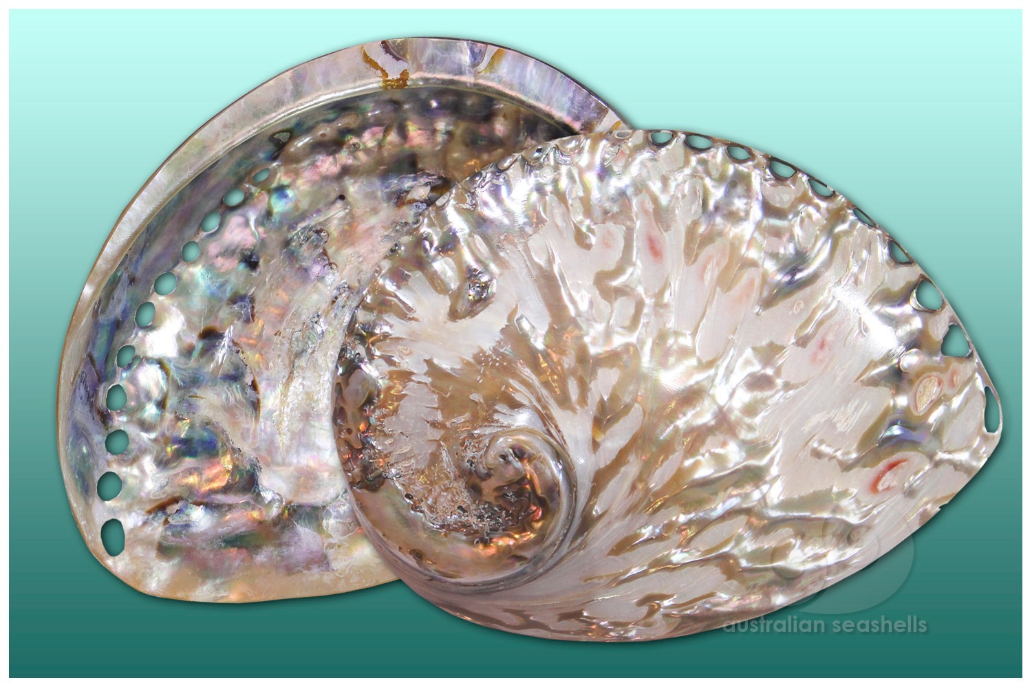 Australian - POLISHED FRILLY ABALONE LG – With bright iridescence and ...