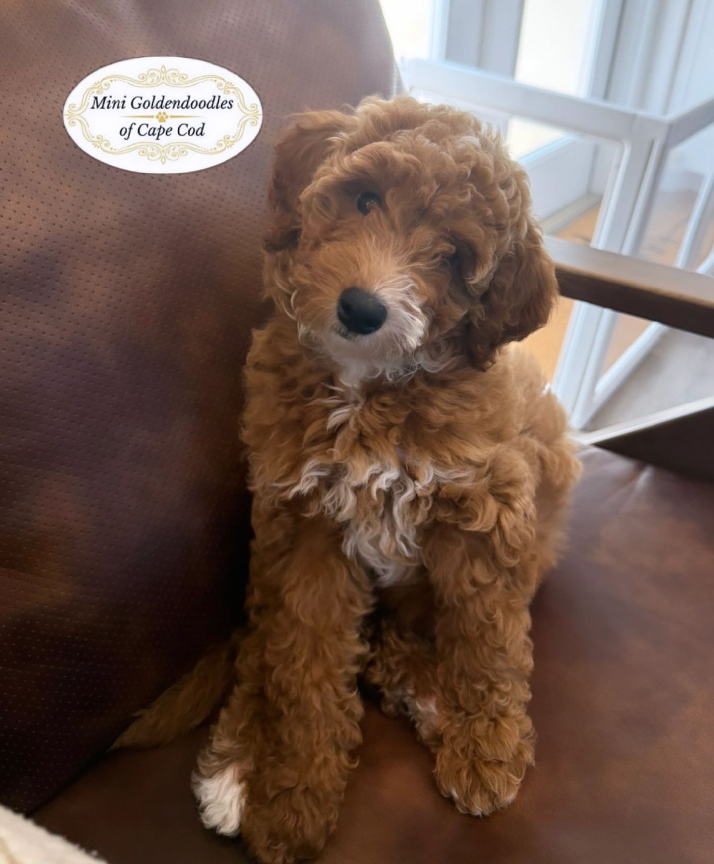 Mini Goldendoodles of Cape Cod pet shop | Pocasset MA