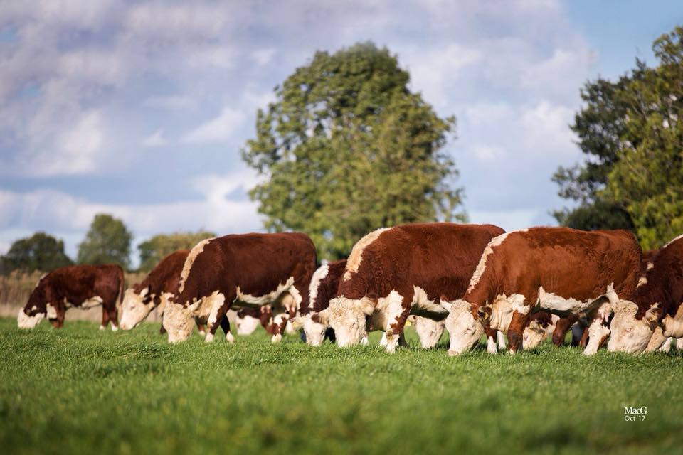 Club sponsor Martin... - Northern Ireland Blonde Cattle Club | Facebook