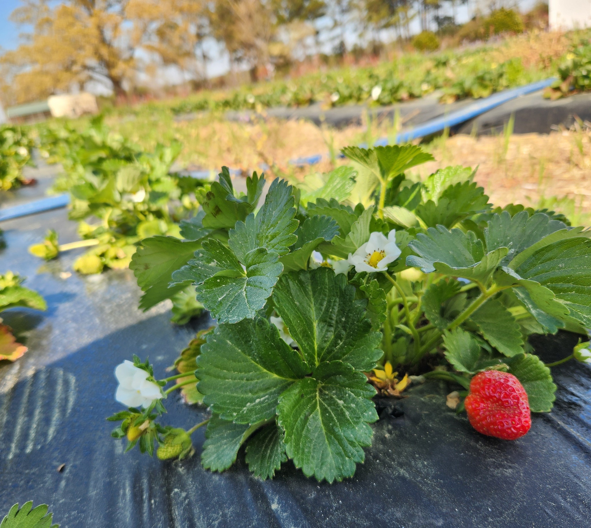 Clarks Produce Farm | Tar Heel NC