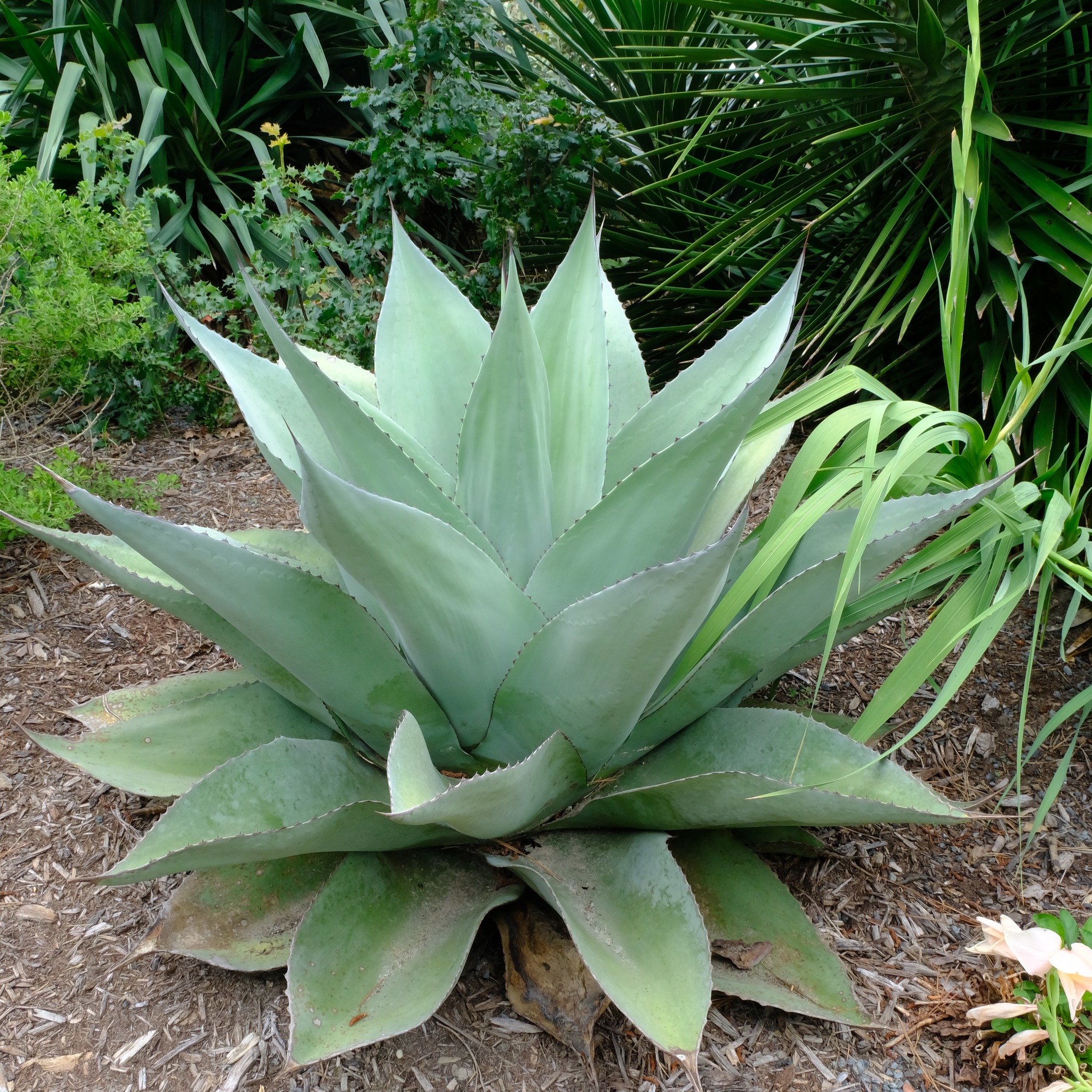 Agave parryi ssp. truncata 