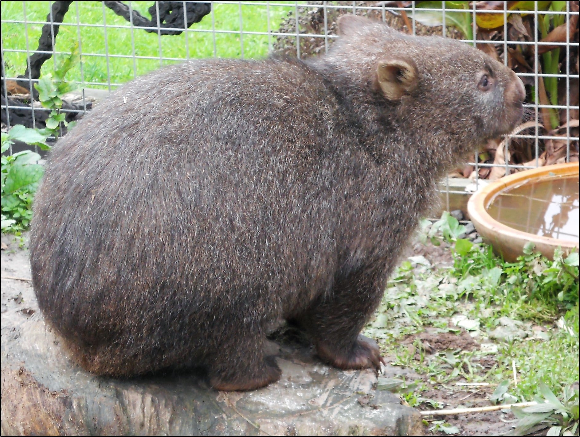 DID YOU KNOW the... - Wombat Protection Society of Australia