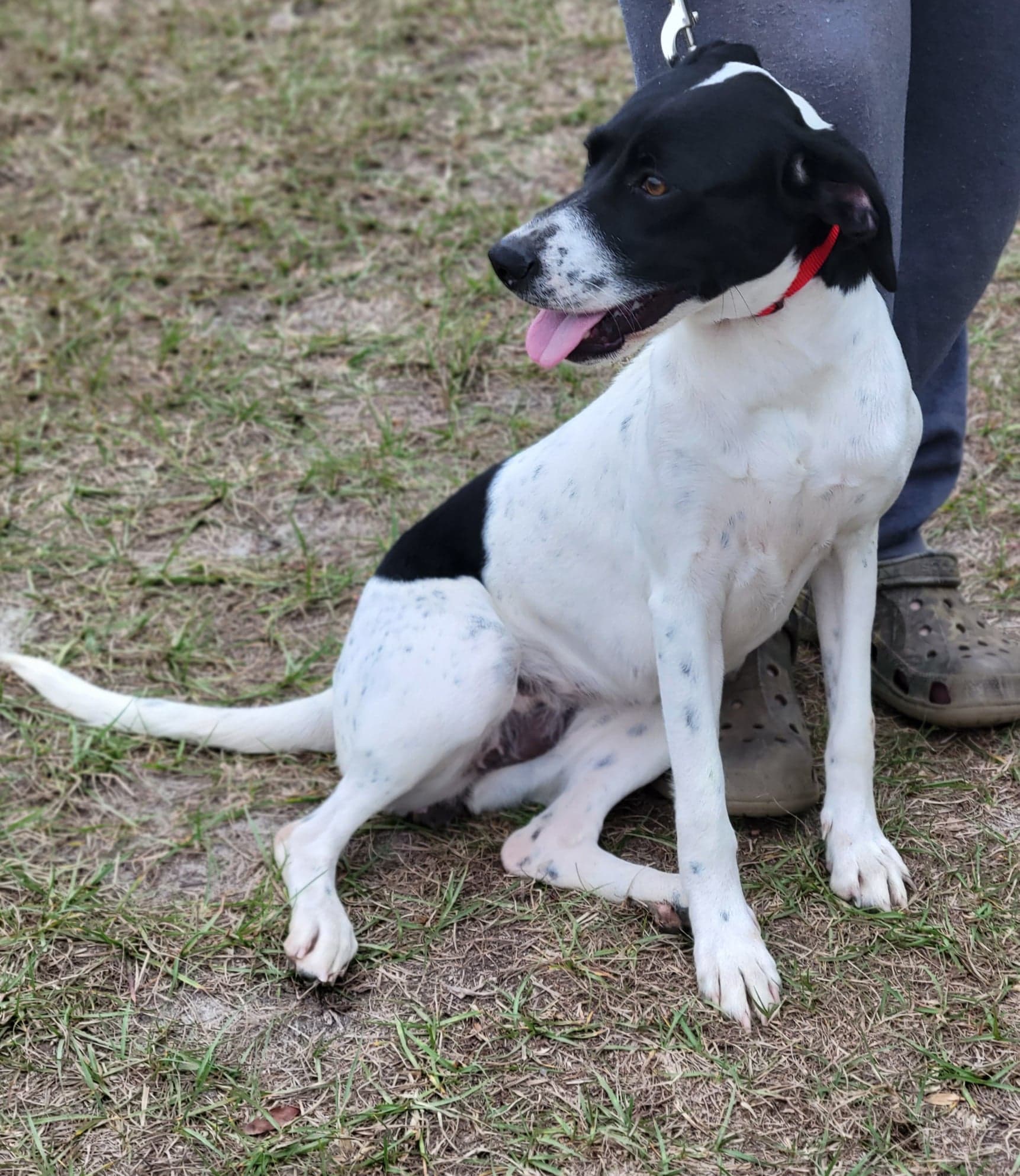 ADOPTED - Meet Persephone! She is a... - Poor Paws Rescue | Facebook