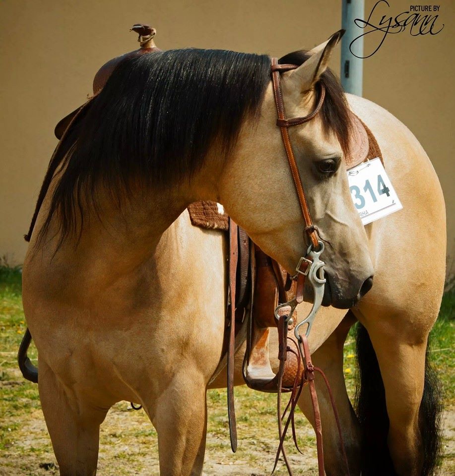 Triple A Ranch | Herzogenaurach
