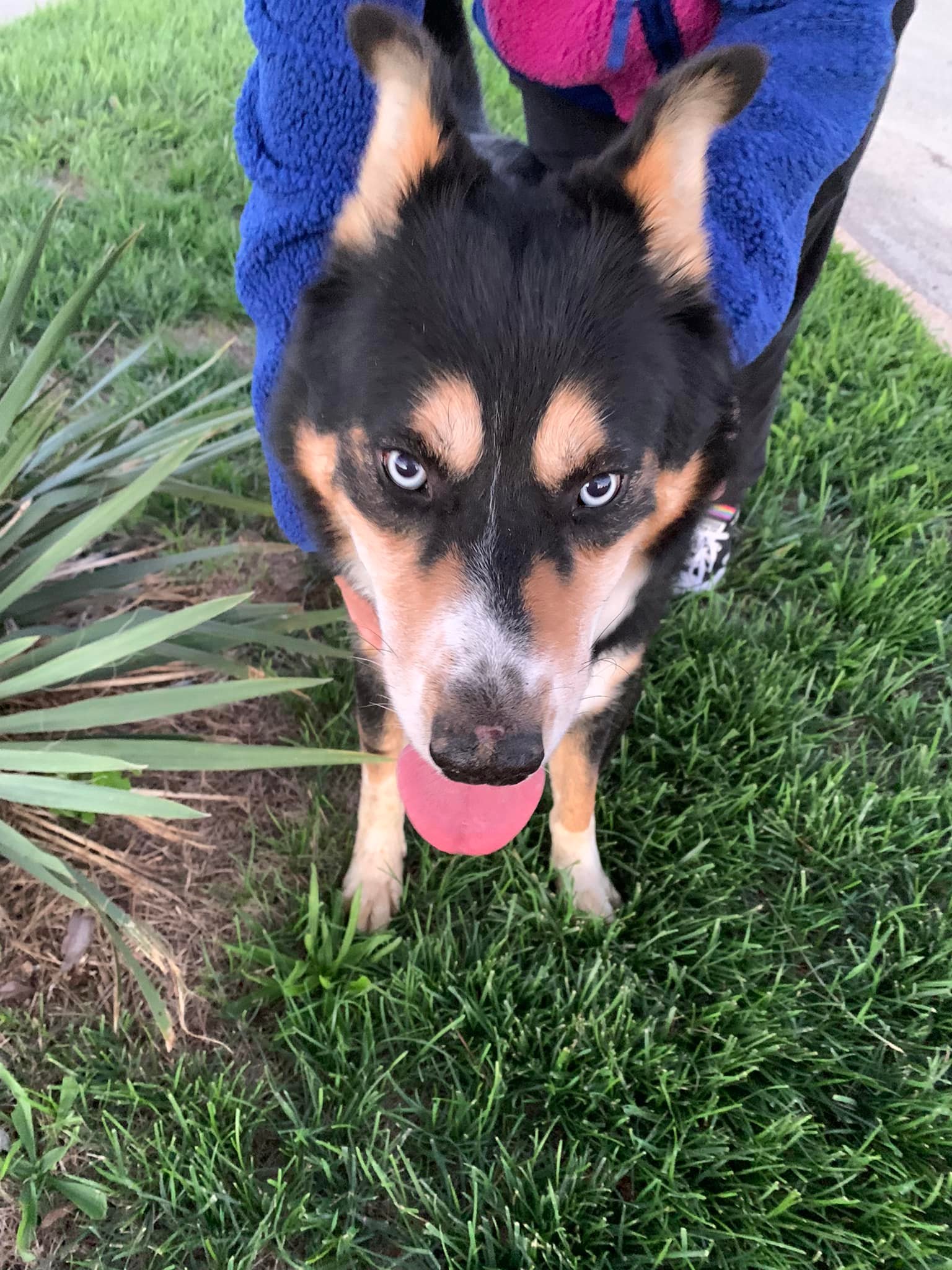Found dog on Rolling Green Drive with leash