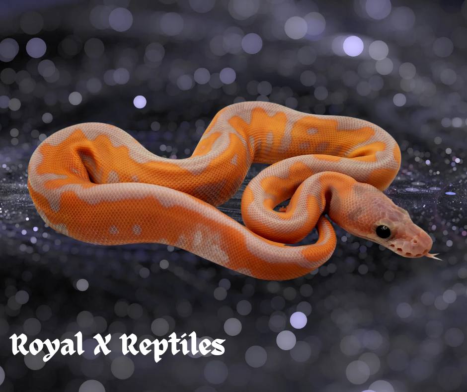 Royal X Reptiles | Cincinnati OH