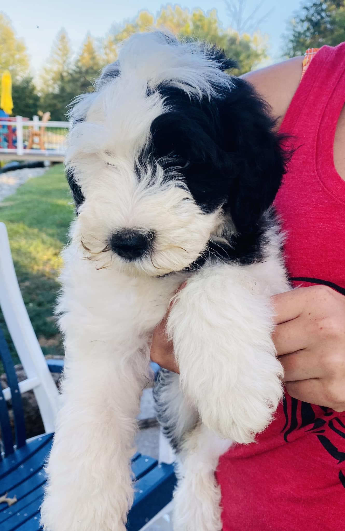 Red Barn Sheepadoodle