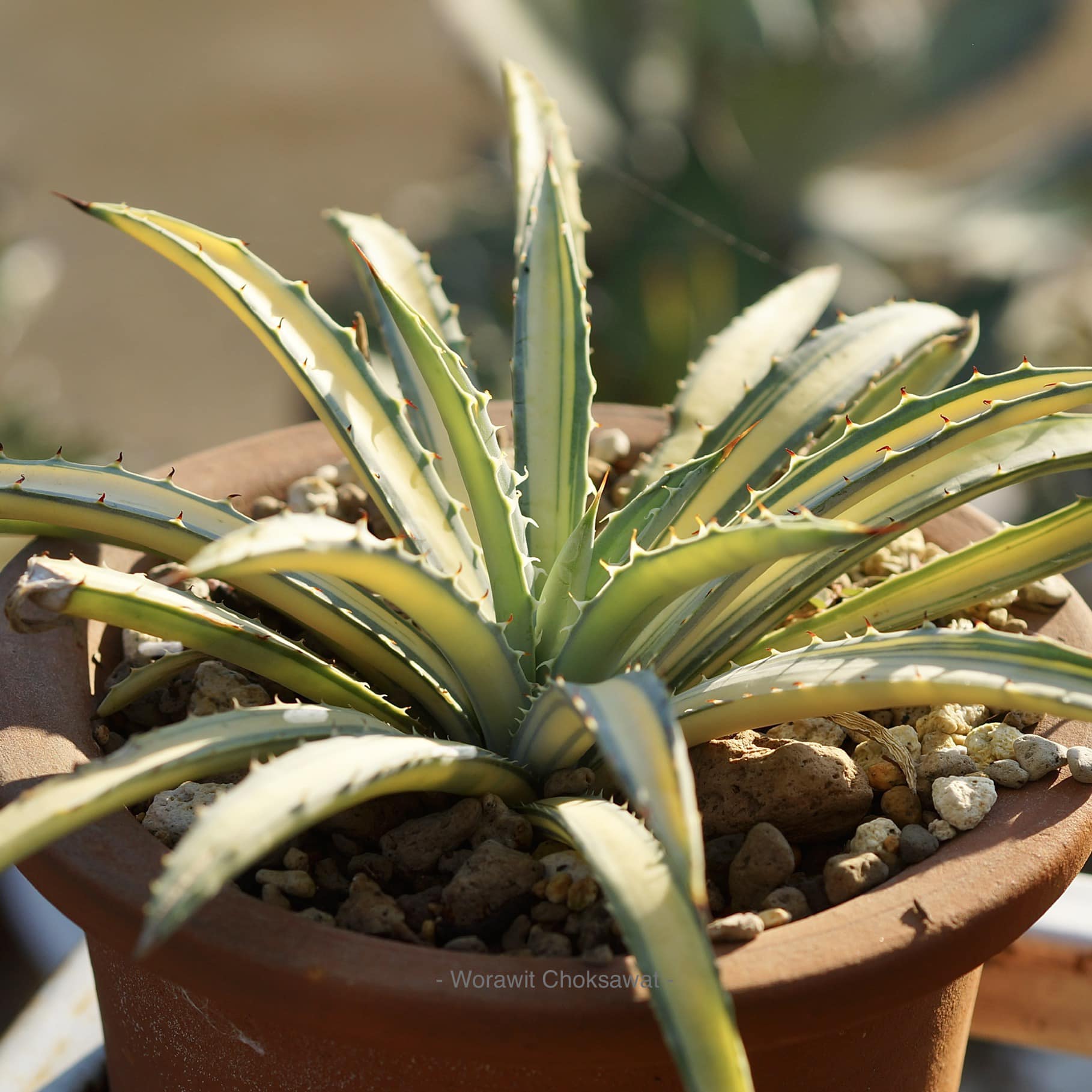 Agave Macroacantha variegated