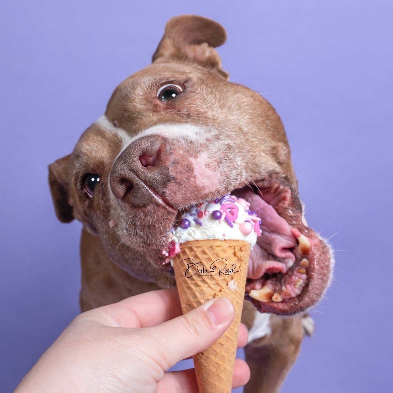Stella the Rescue Pibble