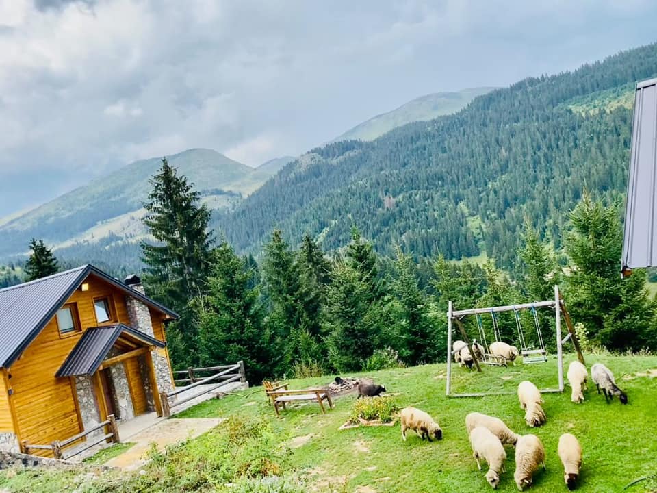 Ku - Pamje e bukur nga fshati Shkrel 😍🐑🐑🌲⛰️ 📸 Foto nga Villat 
