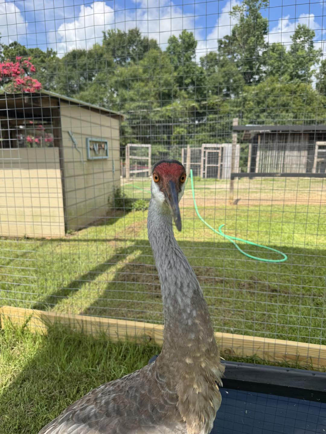 Freedom Ranch Wildlife... - Freedom Ranch Wildlife Center