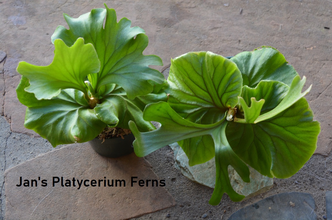Jan S Platycerium Ferns