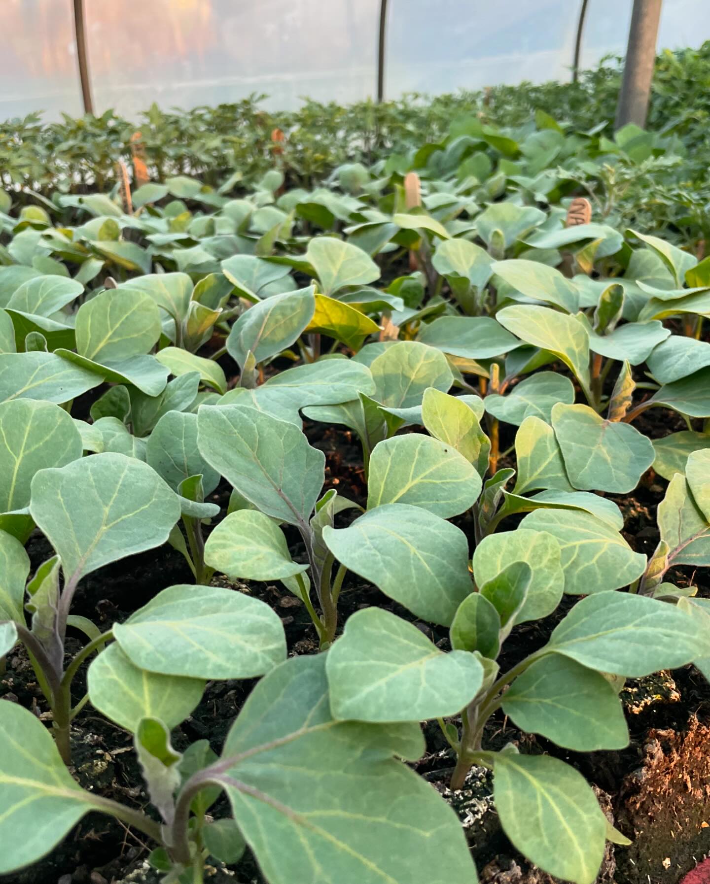 Nerdy Turnip Farm | Rochester NH