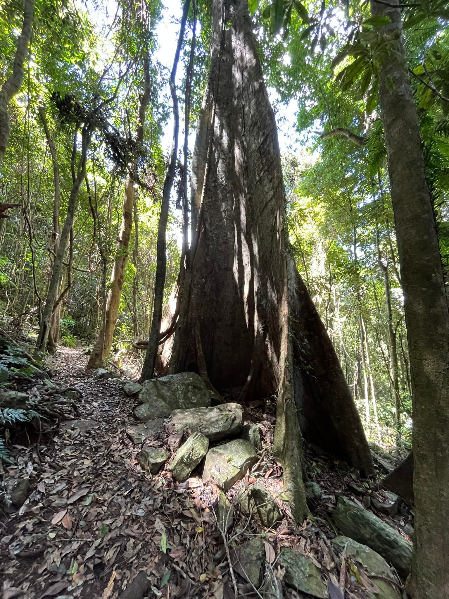 Comboyne Mountain Cottages | Comboyne NSW