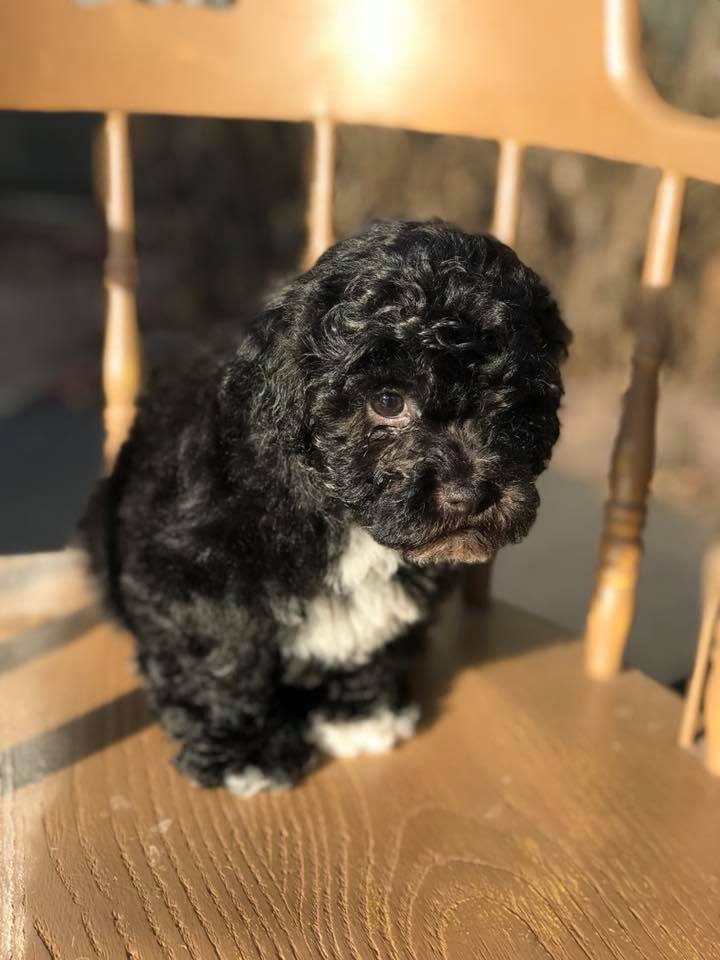 Red Ruff Puppies | Abbeville SC