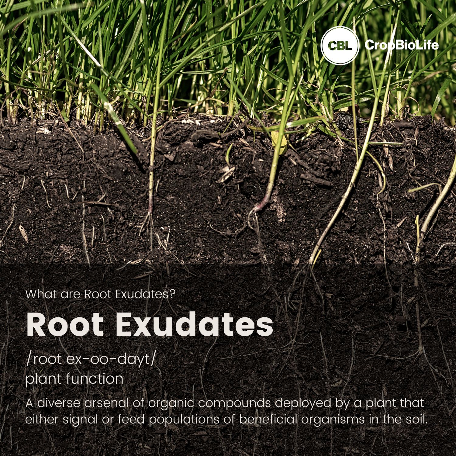 CropBioLife - What are Root Exudates? In short, Root... | Facebook