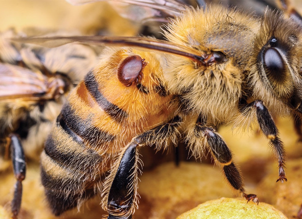 Bridge - Varroa destructor is an external parasitic mite that attacks ...