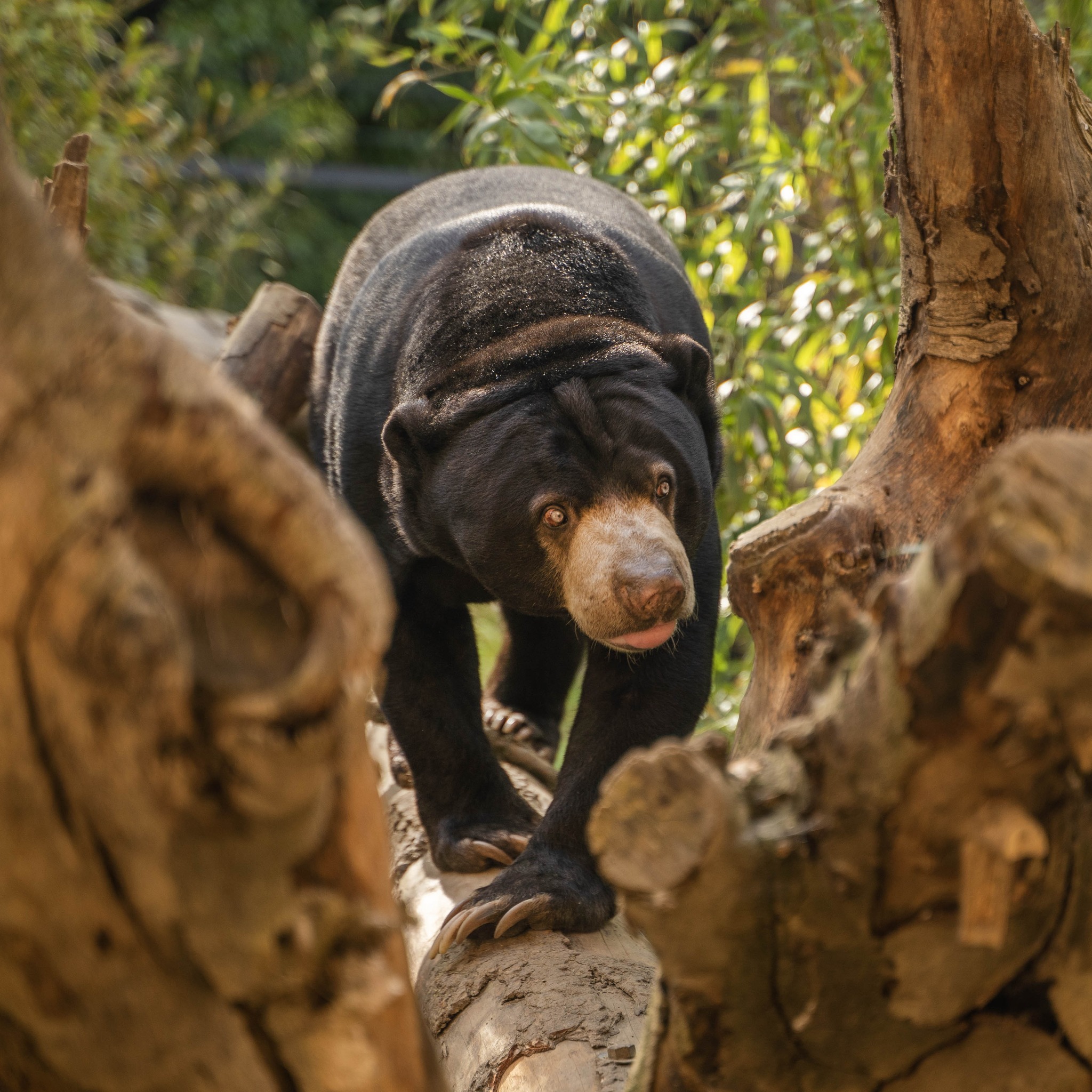 sun-bear-binturong-otter-weekend-hertfordshire-zoo