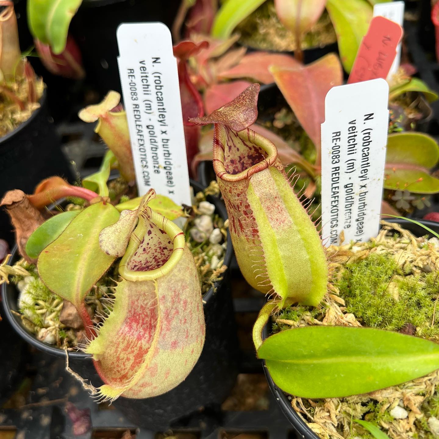 Nepenthes seedlings with super squat pitchers for sale