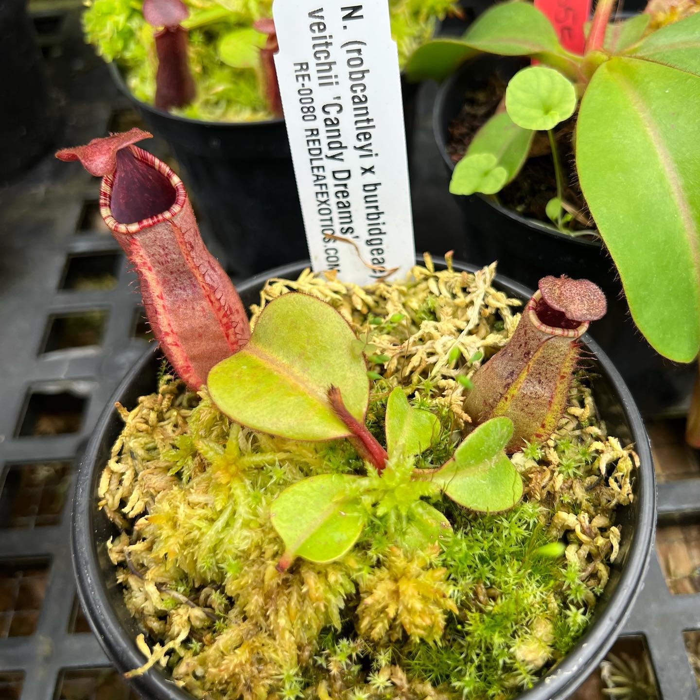 Billbergia Candy Cup 子株付き Nepenthes seedlings with super squat pitchers for sale