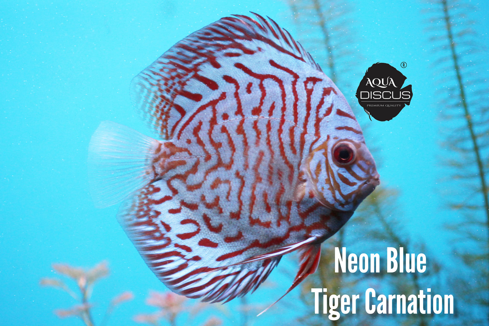 Here we go with Jumbo Premium Grade... - Aqua Discus India