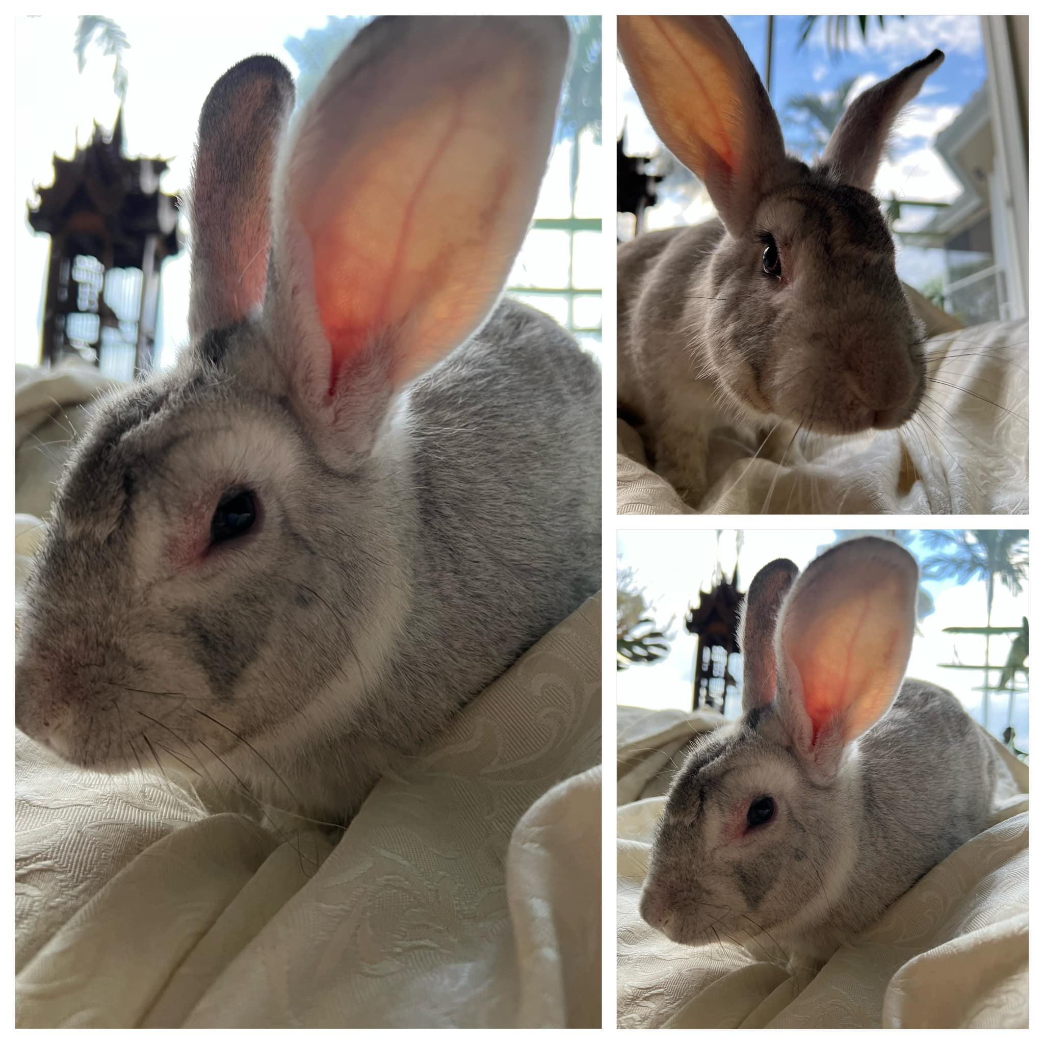 Kevin is looking for his... - East Coast Rabbit Rescue | Facebook
