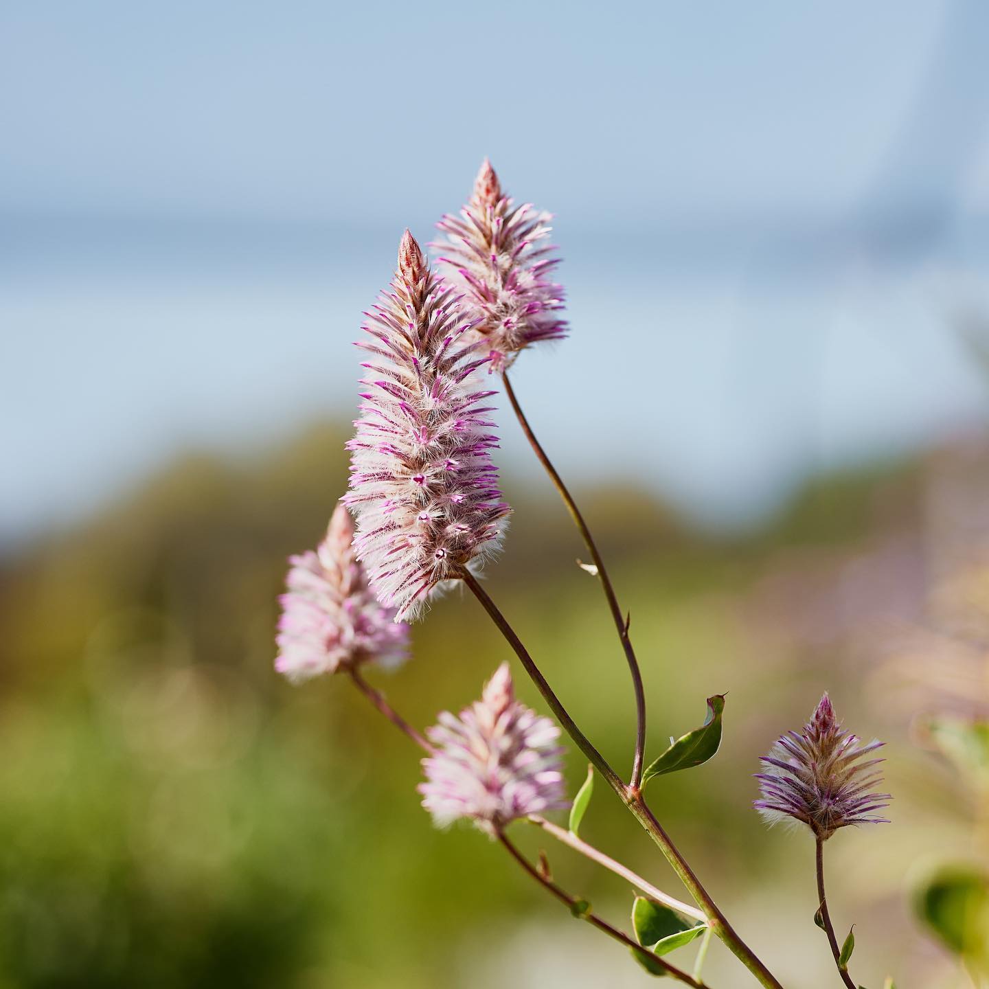 Pink Mulla Mulla, Ptilotus... - Veggie & Flower Garden Seeds | Facebook