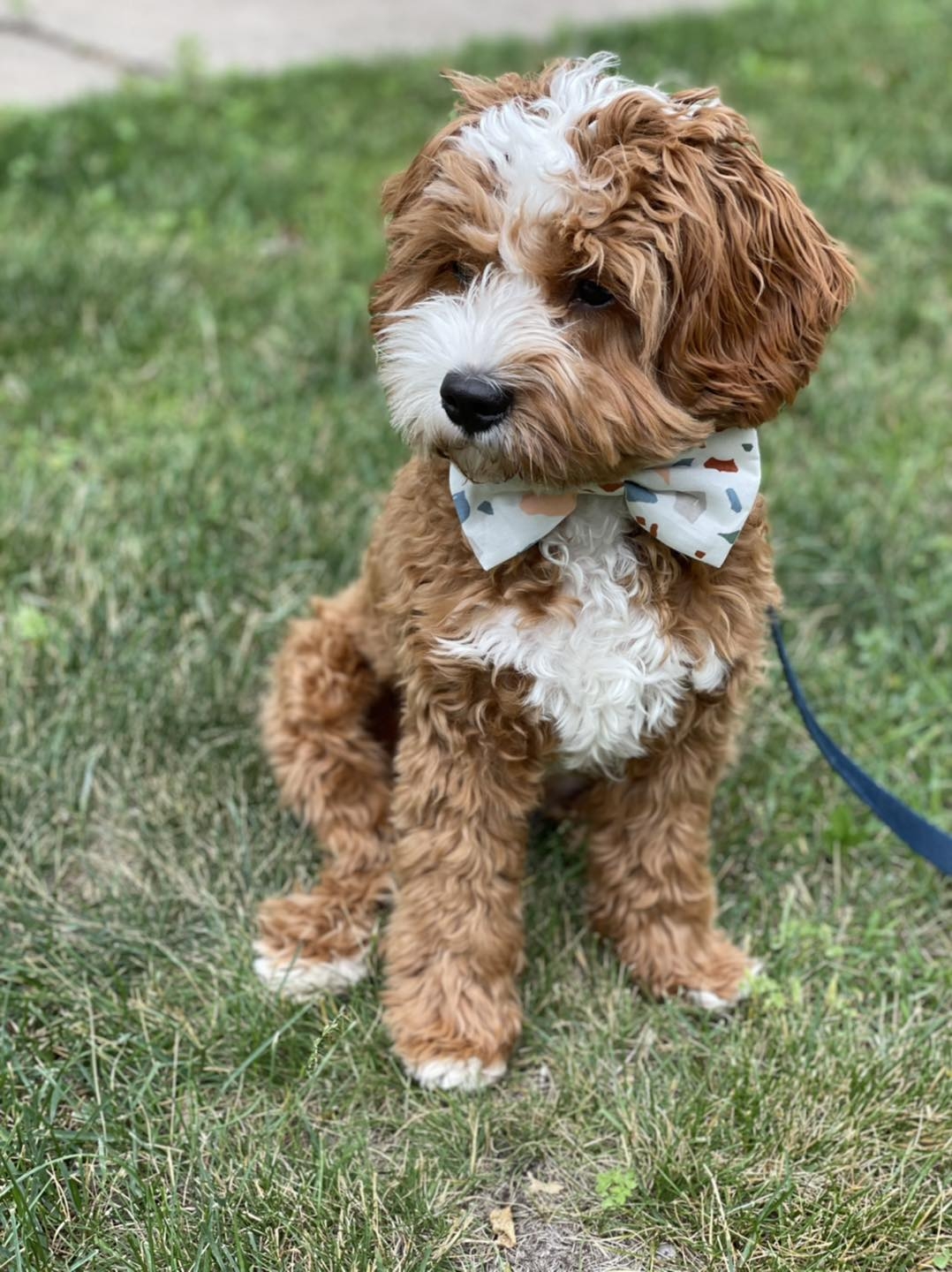 Standard Bernedoodles! Ready... - CeCe Cavapoos & Poodles | Facebook