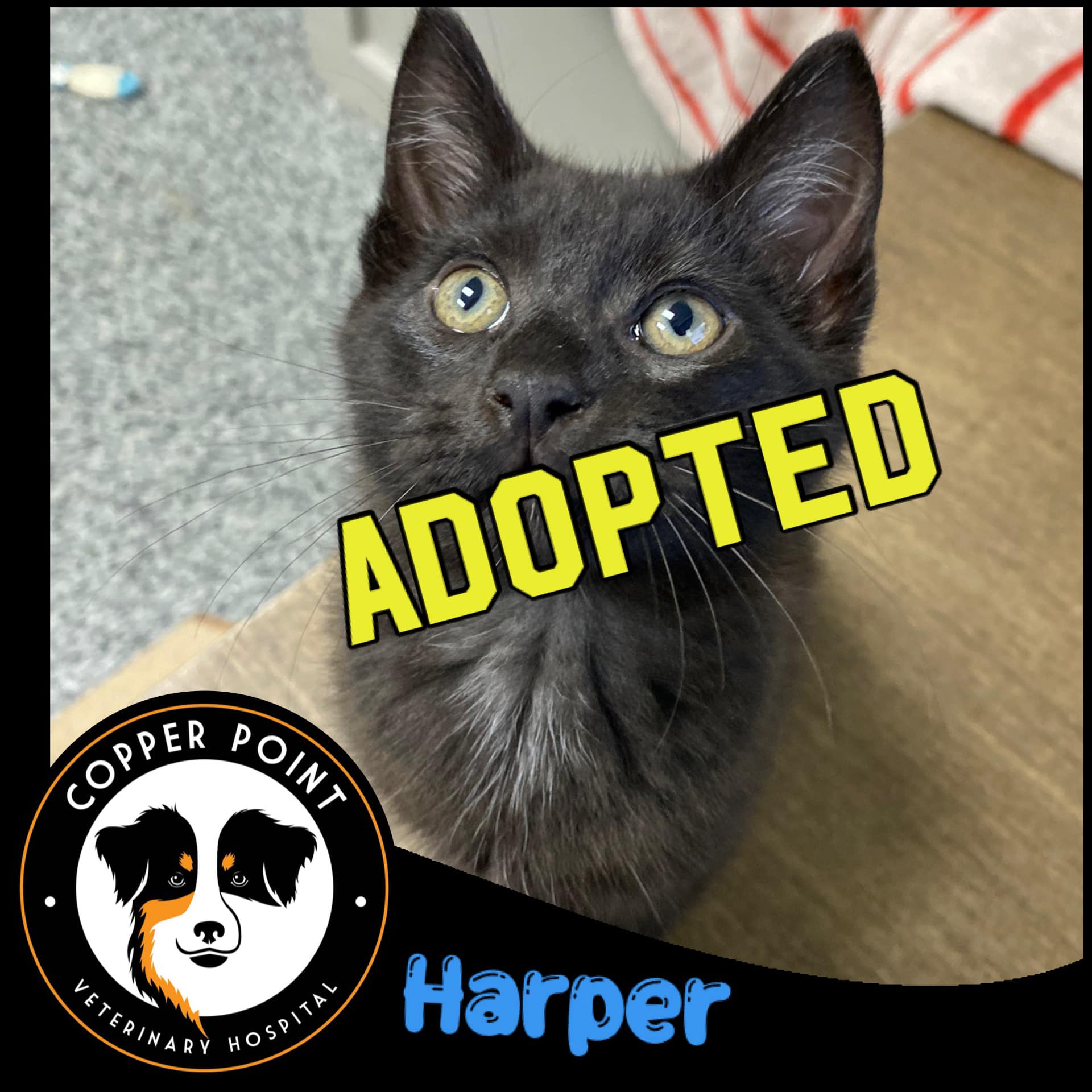 Copper - UPDATE: Harper was adopted with his sister Shelley 🐾 ️😺🥳 ...