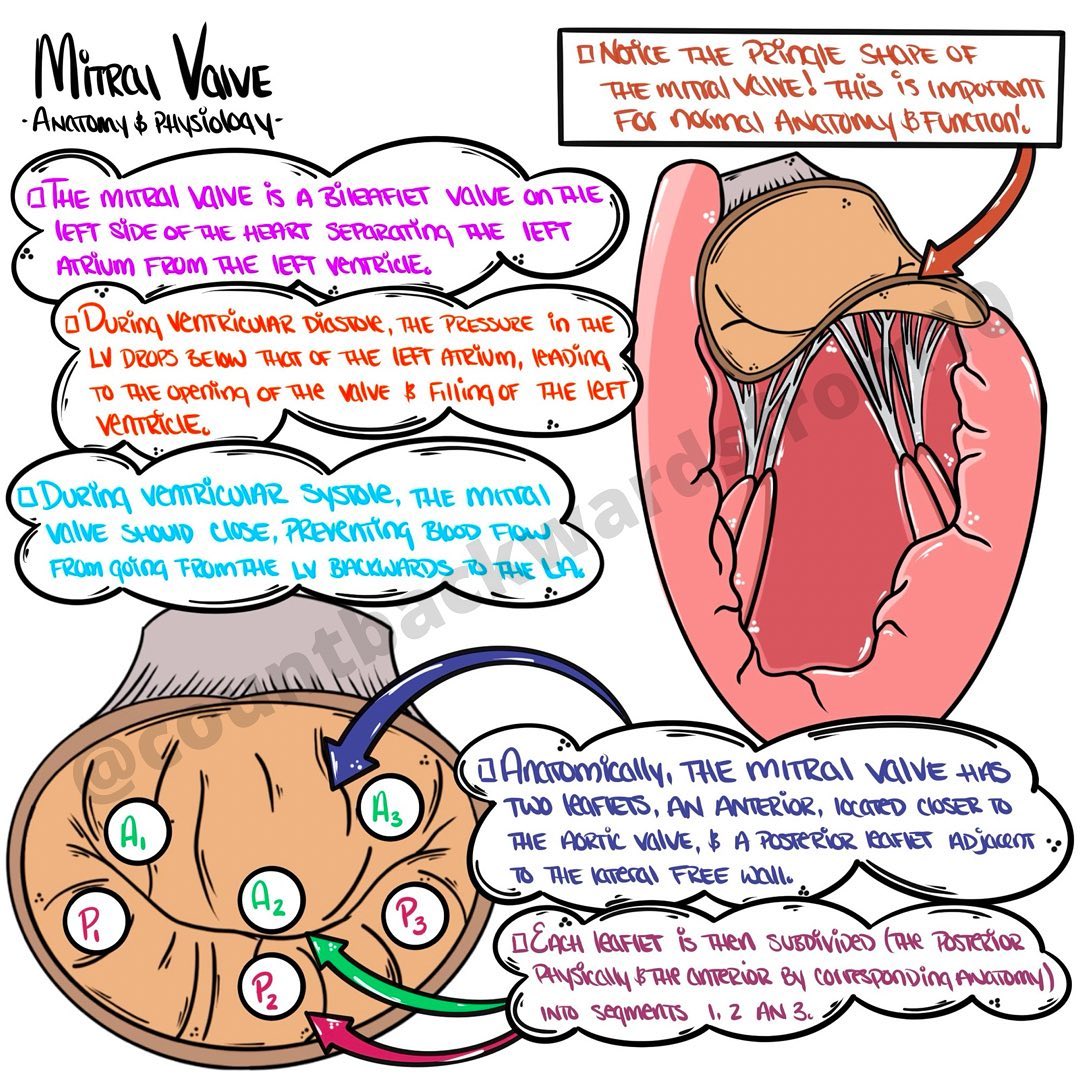 The mitral valve is a complex,... - Count Backwards From 10 | Facebook