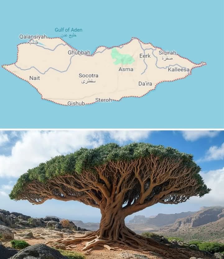Socotra island's unique flora and fauna