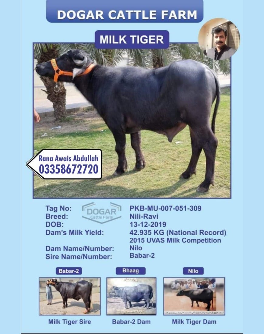 Anmol Cattle Farming | Rahimyar Khan