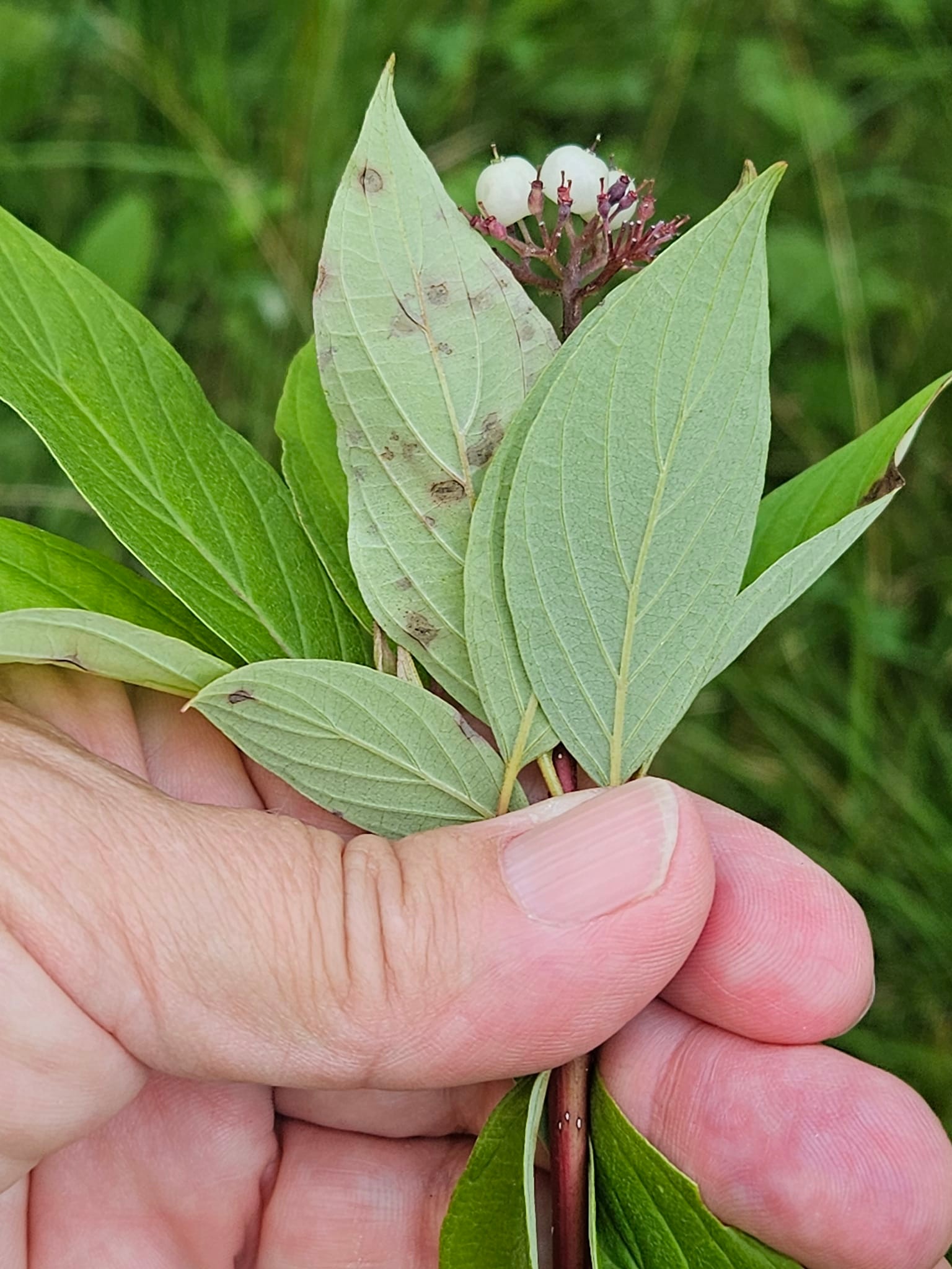 Native dogwood bush identification in Franklin, MA