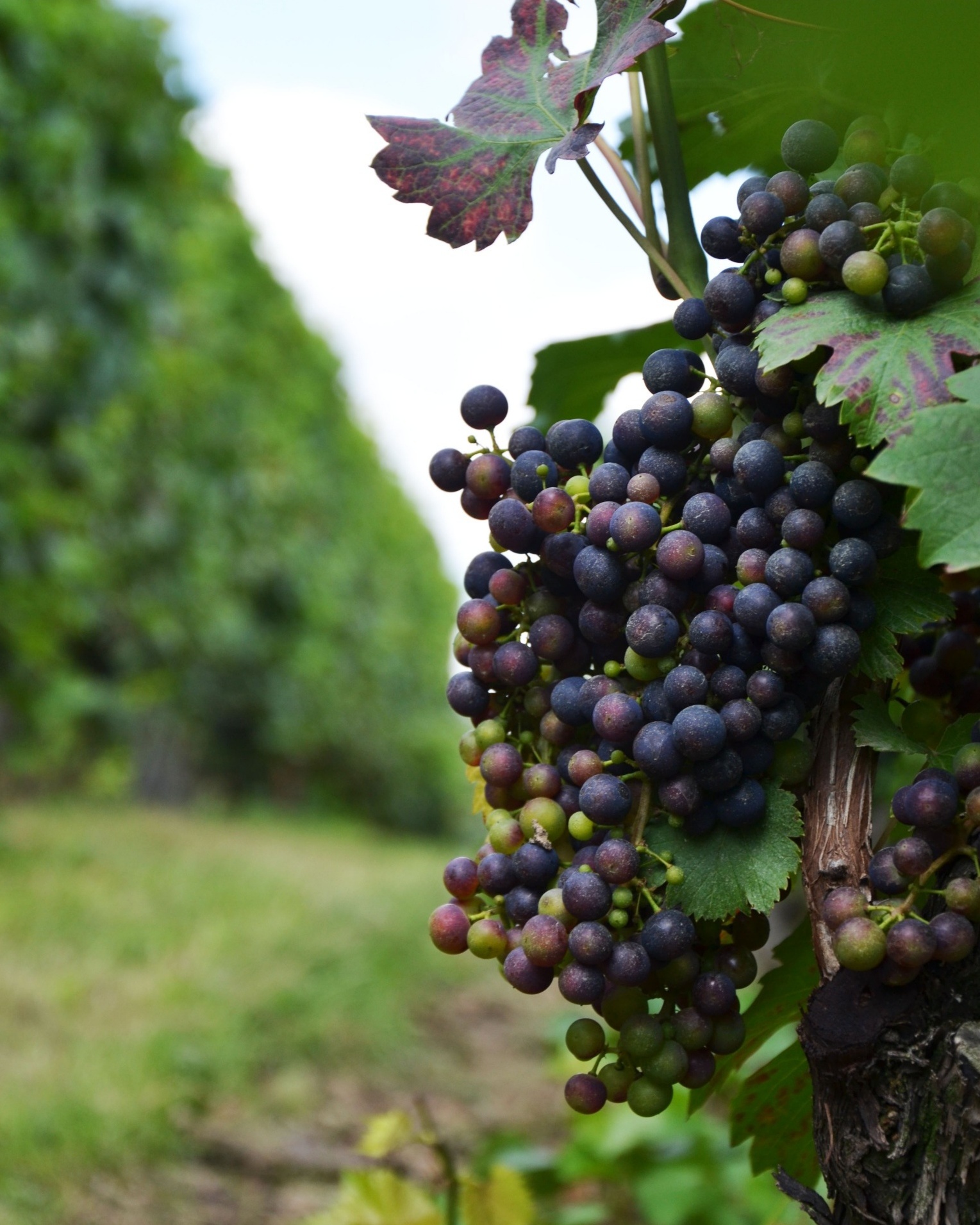 Notre raisin en pleine véraison 🍇... - Domaine des Hêtres