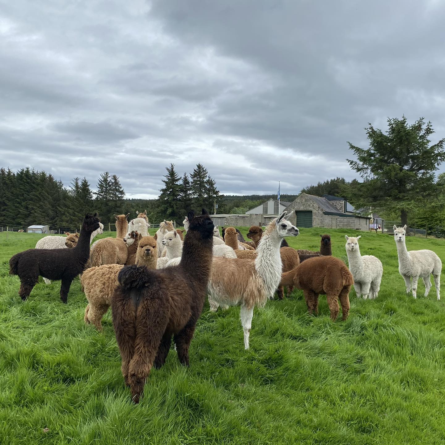 Auld - Alpacas and llamas are prey animals. They are hyper-aware of any ...