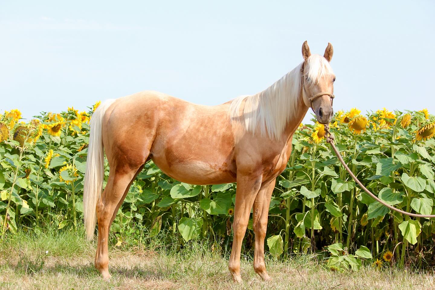 Red Apple Ranch | Clavette