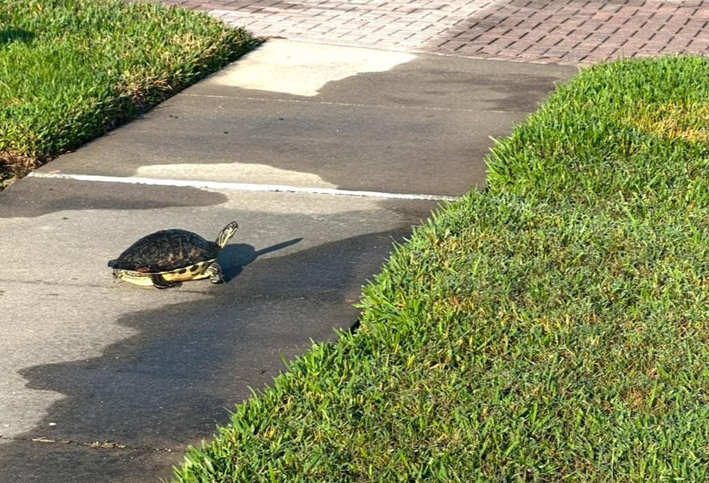 Our - A sighting of a New Year's turtle is good luck. Go get yourself a ...