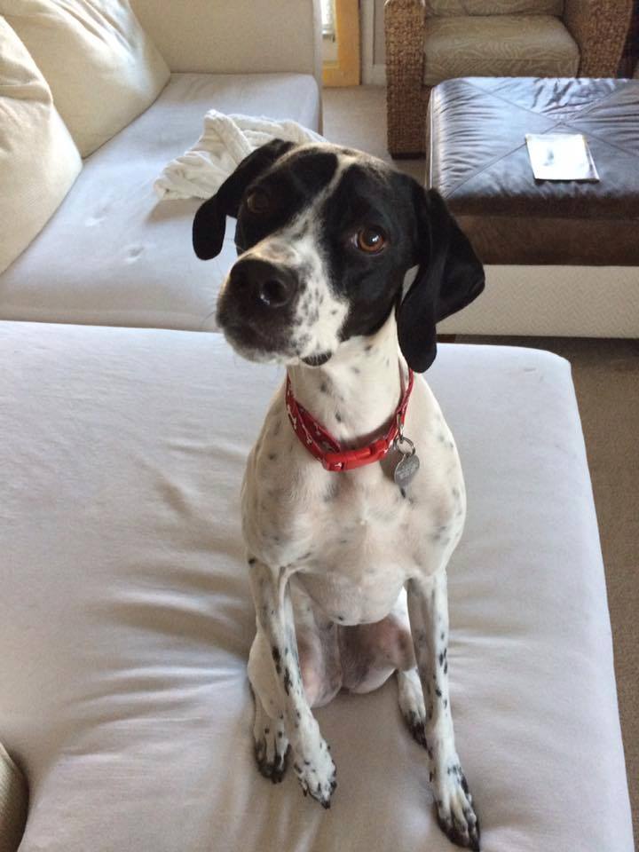 Florida Pointer Rescue | New Smyrna Beach FL