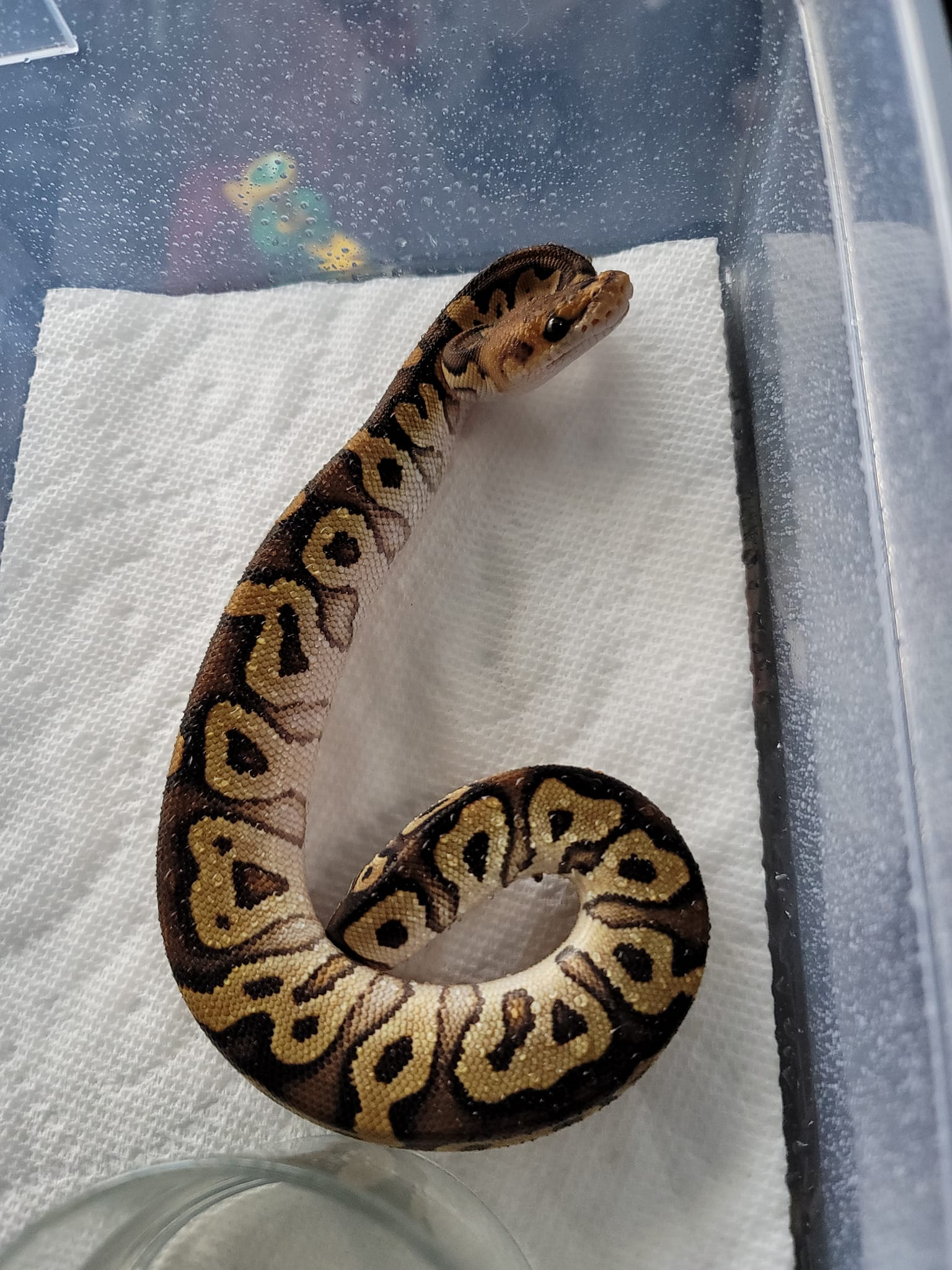 Postal Pythons | Daytona Beach FL